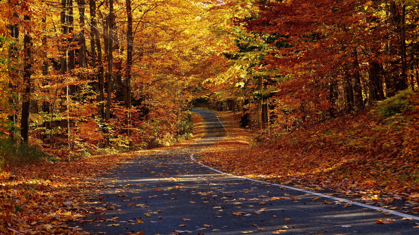 Дорога в осеннем лесу