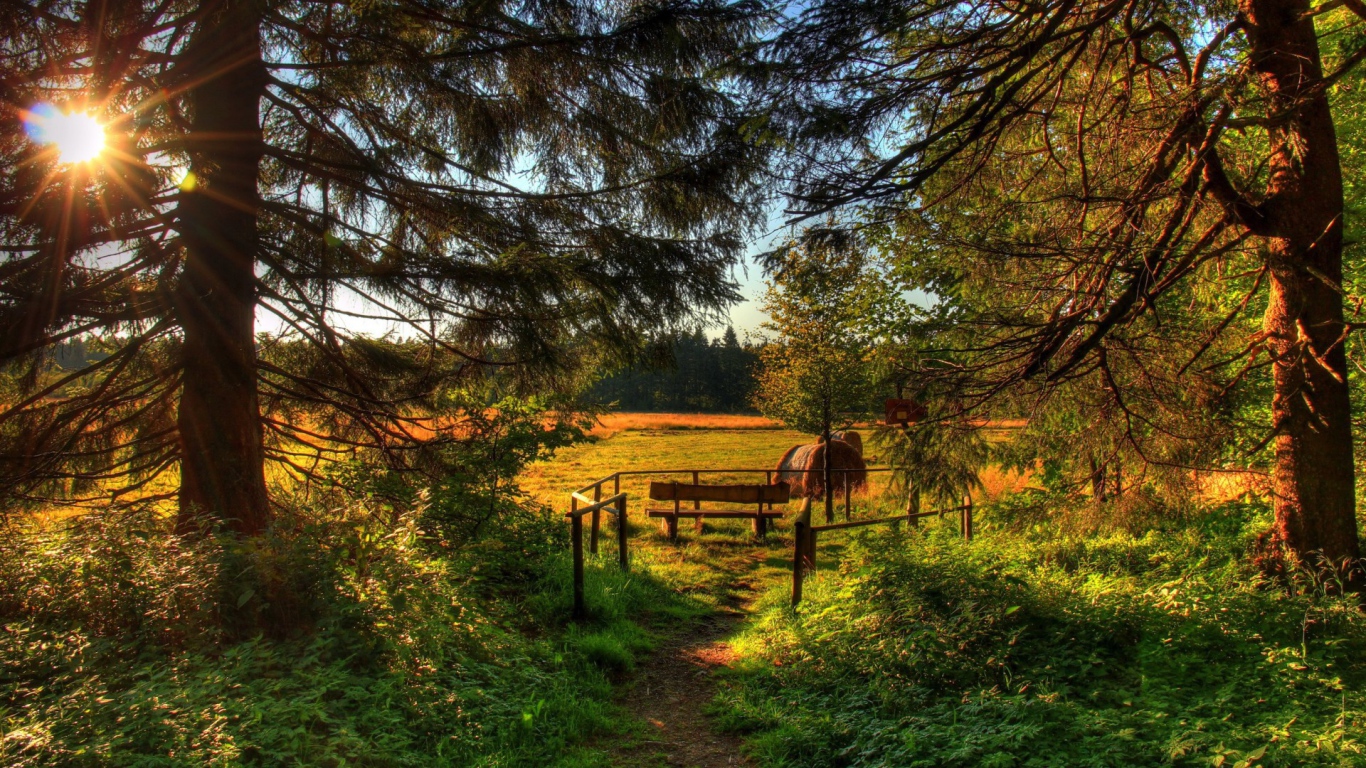 Летняя полянка