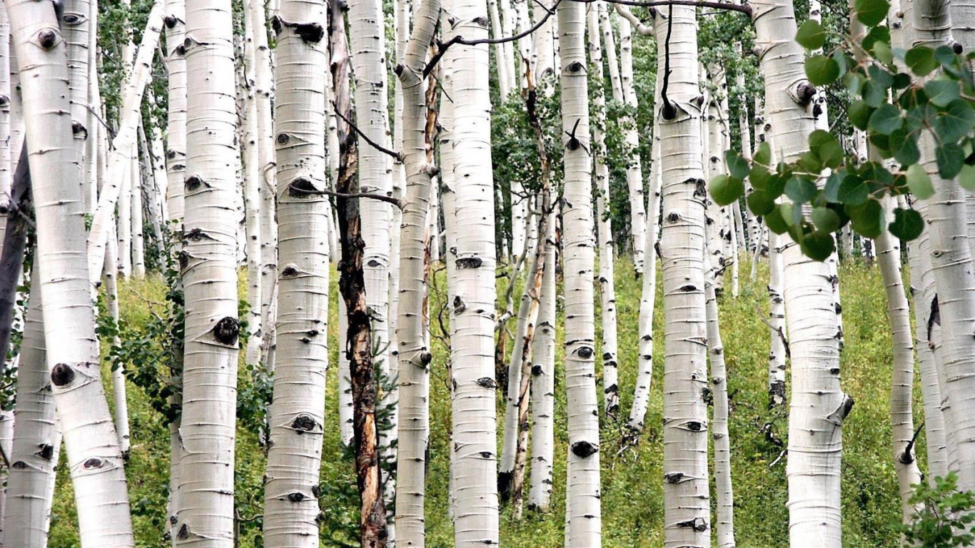 Белая береза