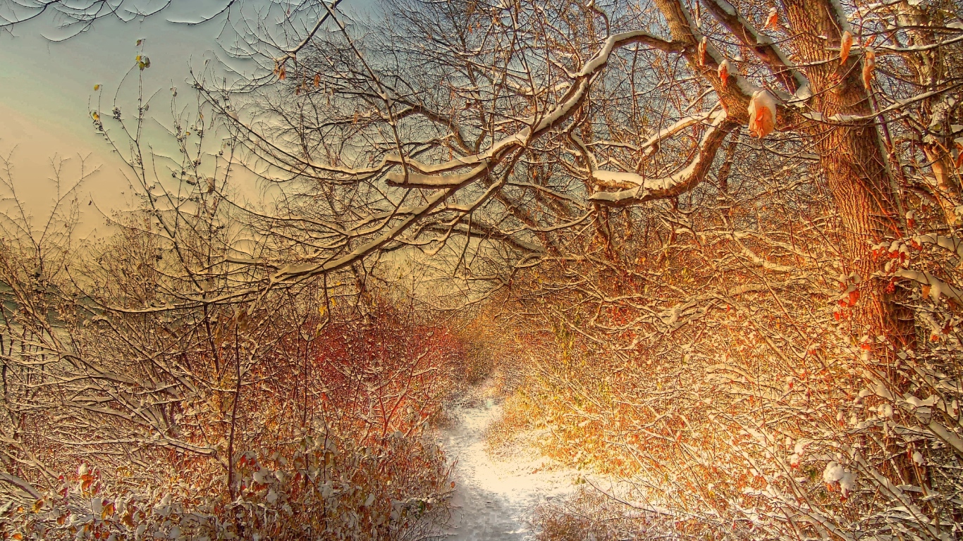 Зимняя дорожка через лес