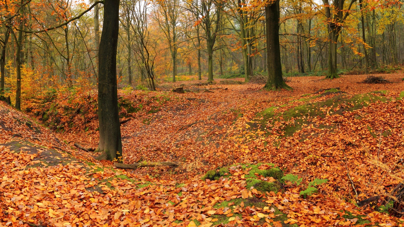 Лес теряет листья