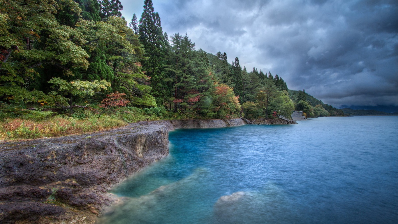 Лес на берегу моря