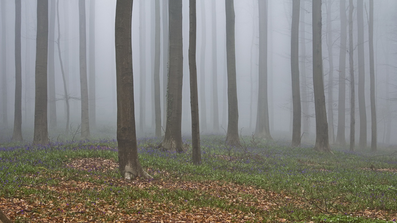 В лесу осенний туман
