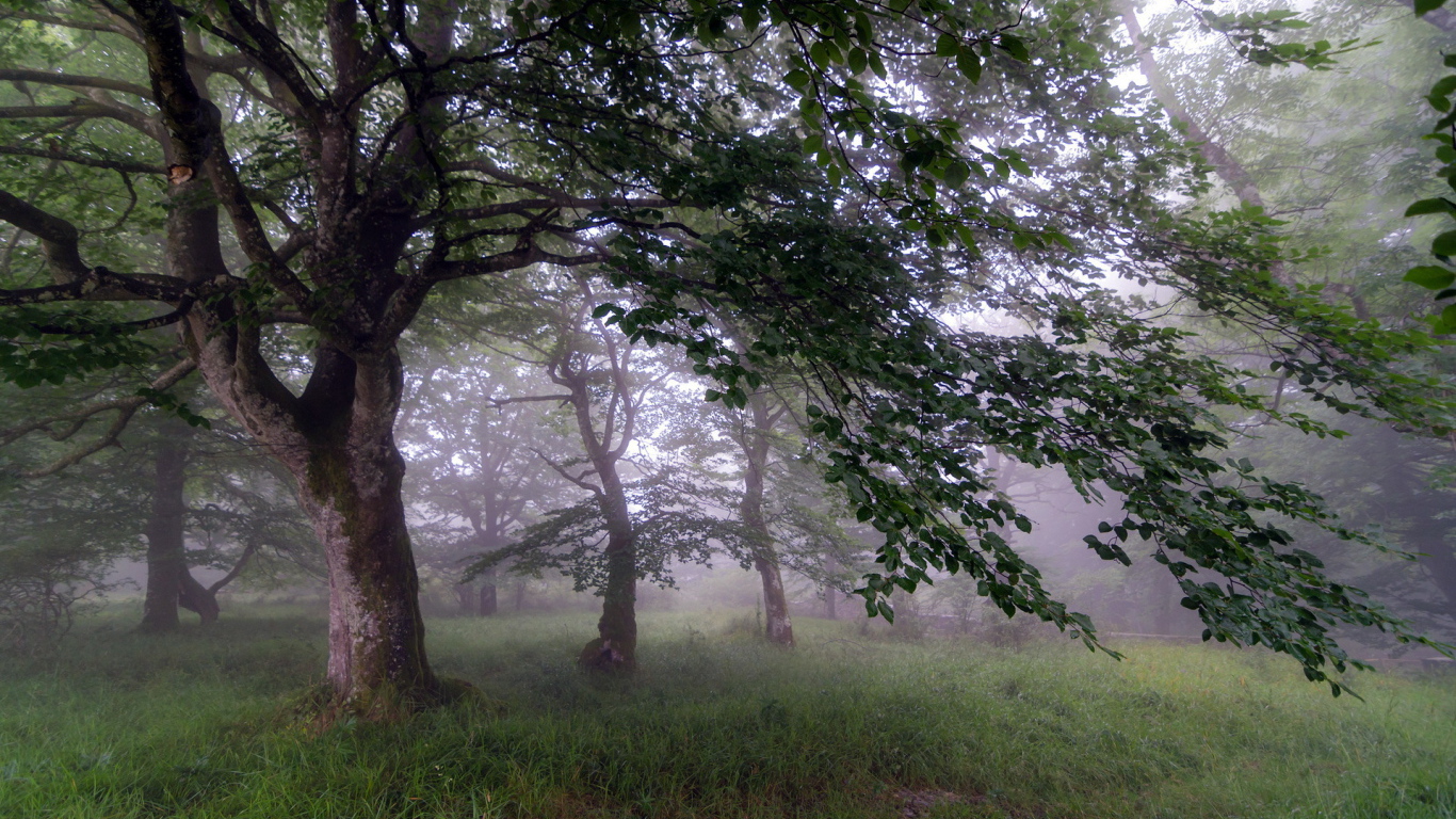 Туман в саду