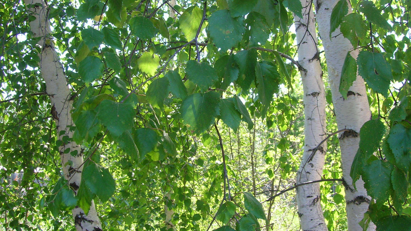 Вirch leaves