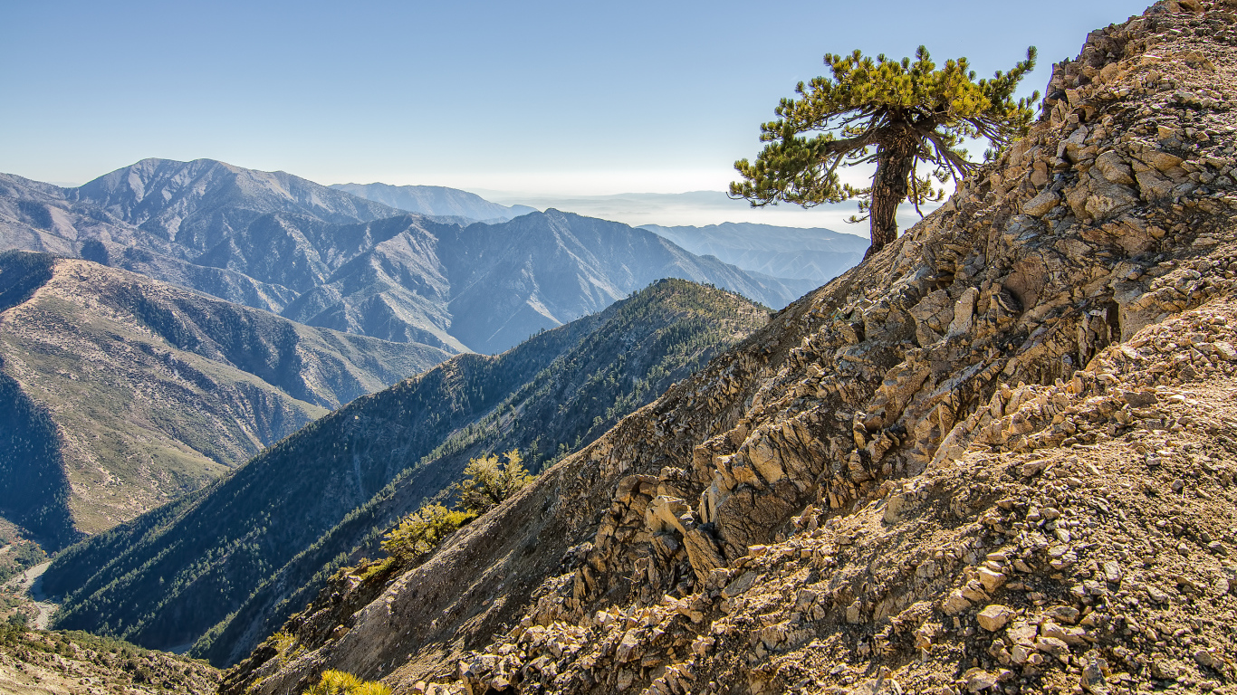 Одинокое дерево в горах