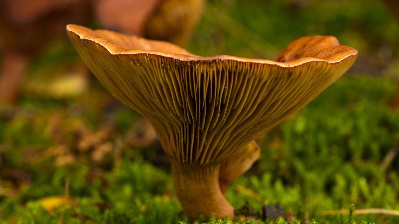 Осень грибная пора