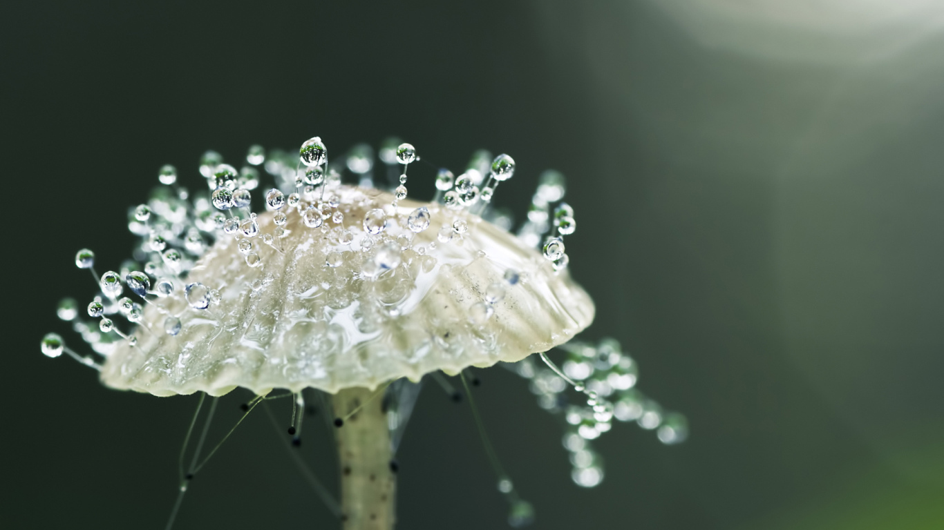 Капли росы на грибе