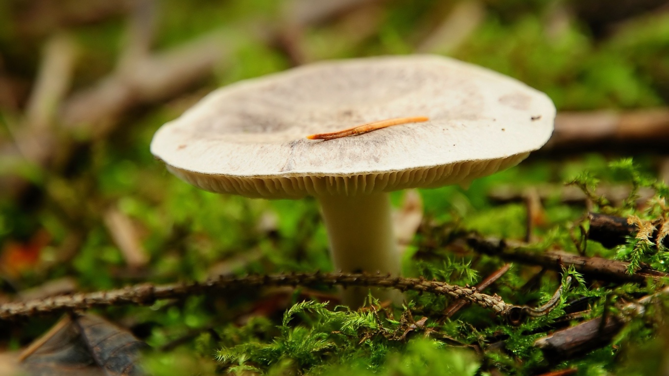 Мох окружает гриб