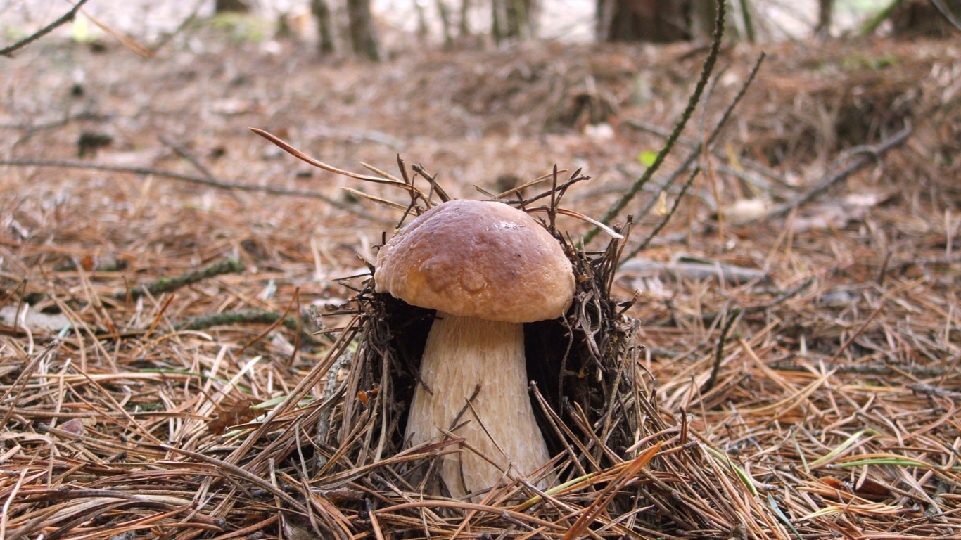 Гриб боровик