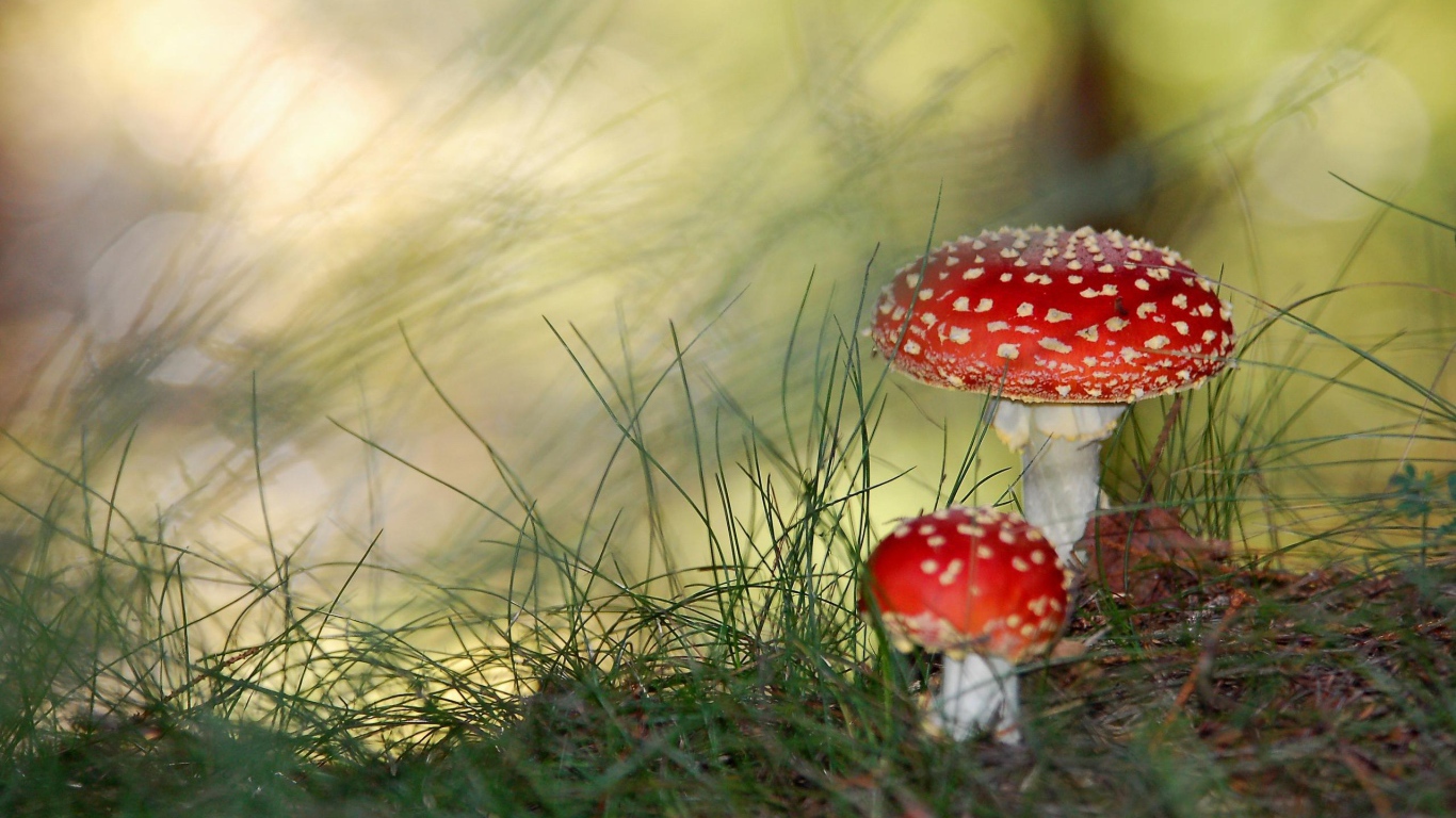 Грибы мухоморы