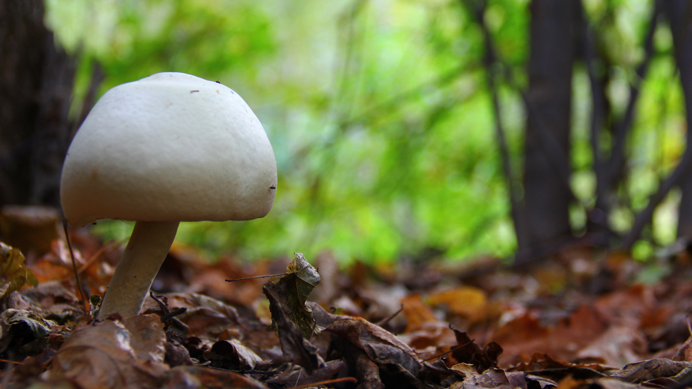 Белый гриб в лесу