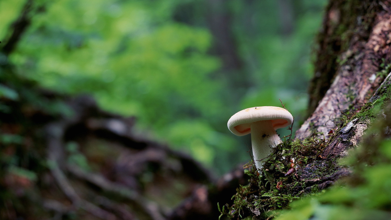 Белый гриб в лесу под деревом