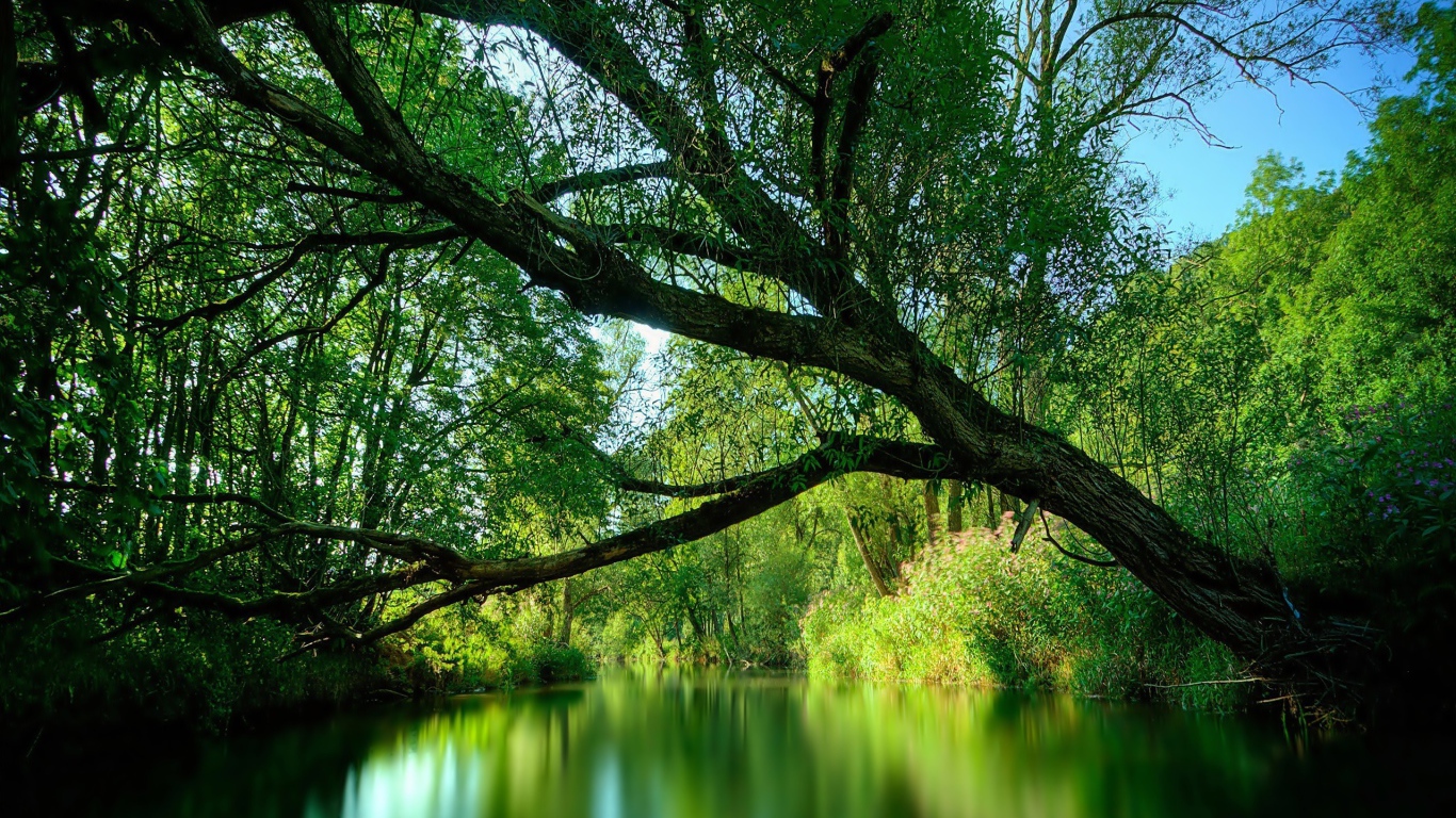 Дерево нависло над рекой