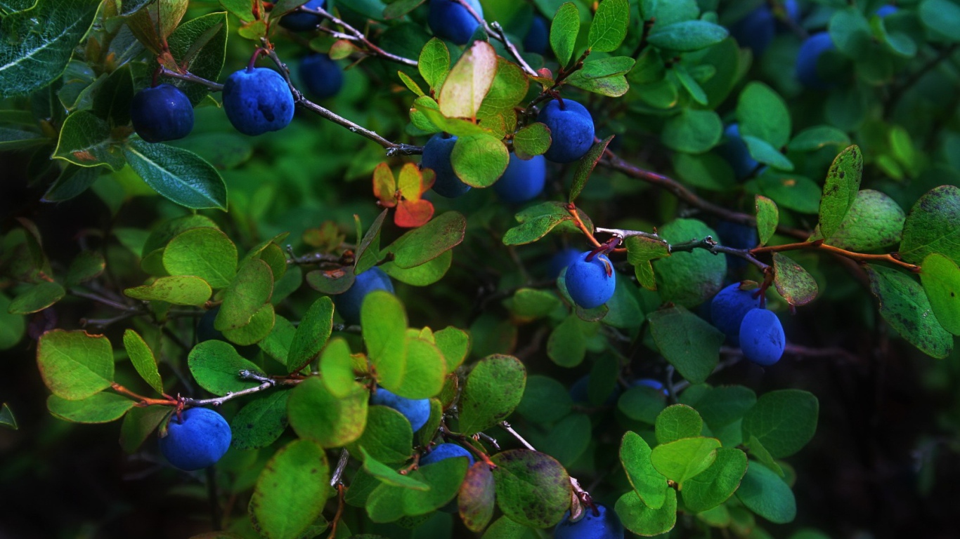 Синие ягоды в листве