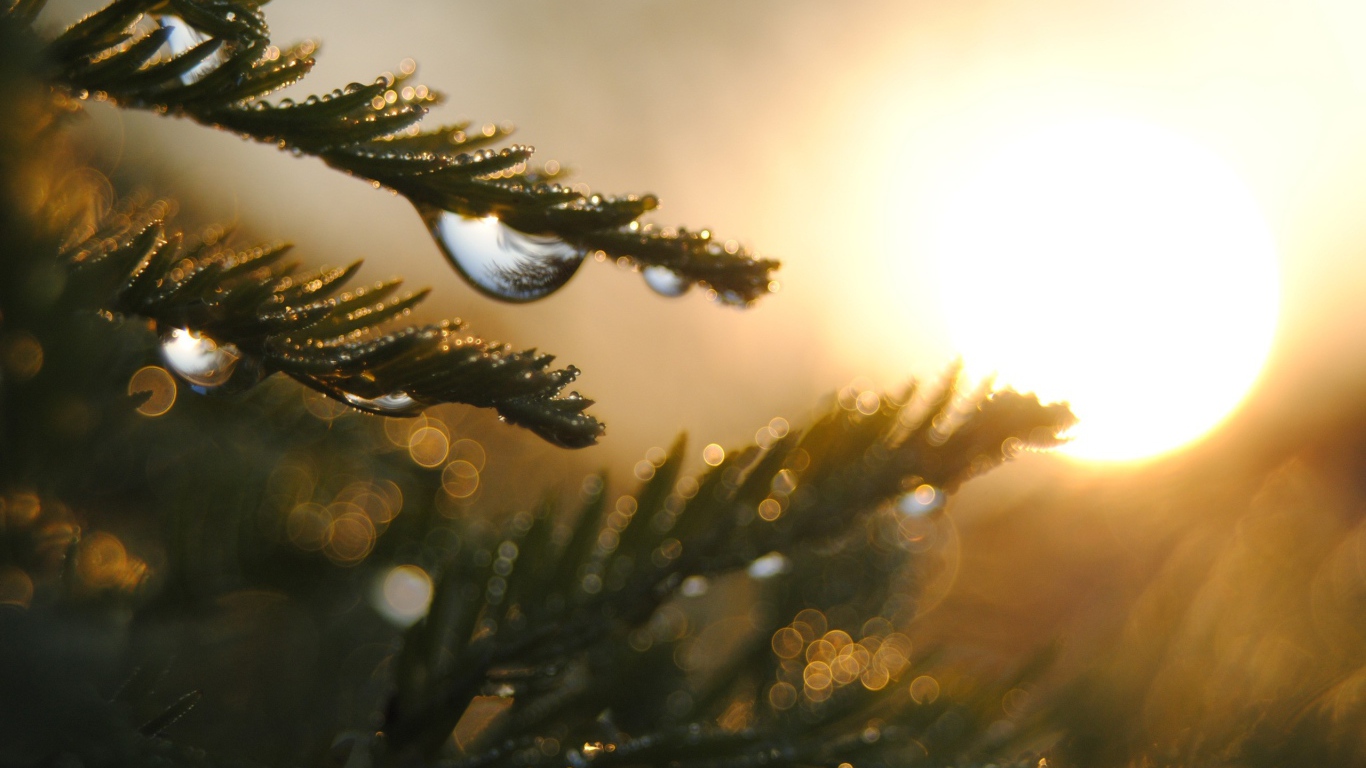 Капли на ветках дерева