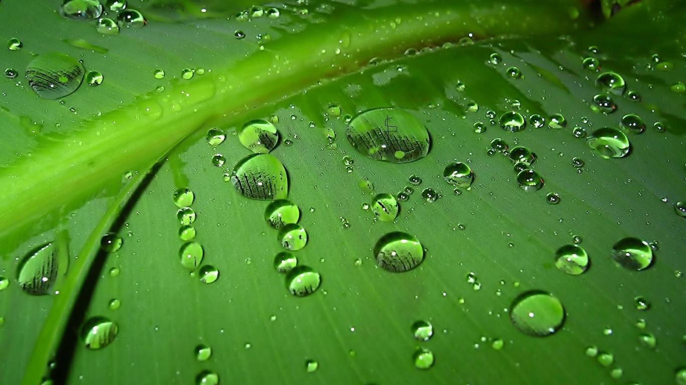 Зеленый лист с каплями воды