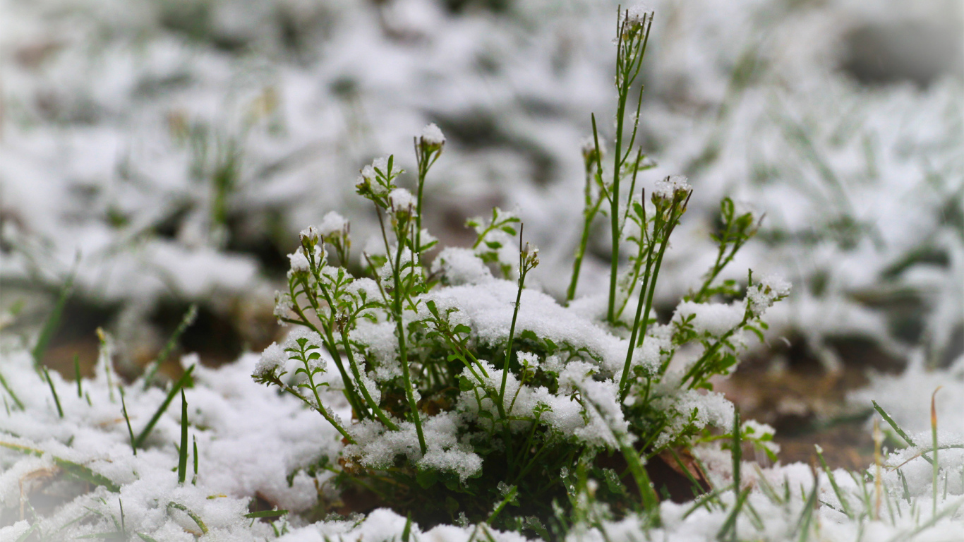 Зелень пробивается сквозь снег