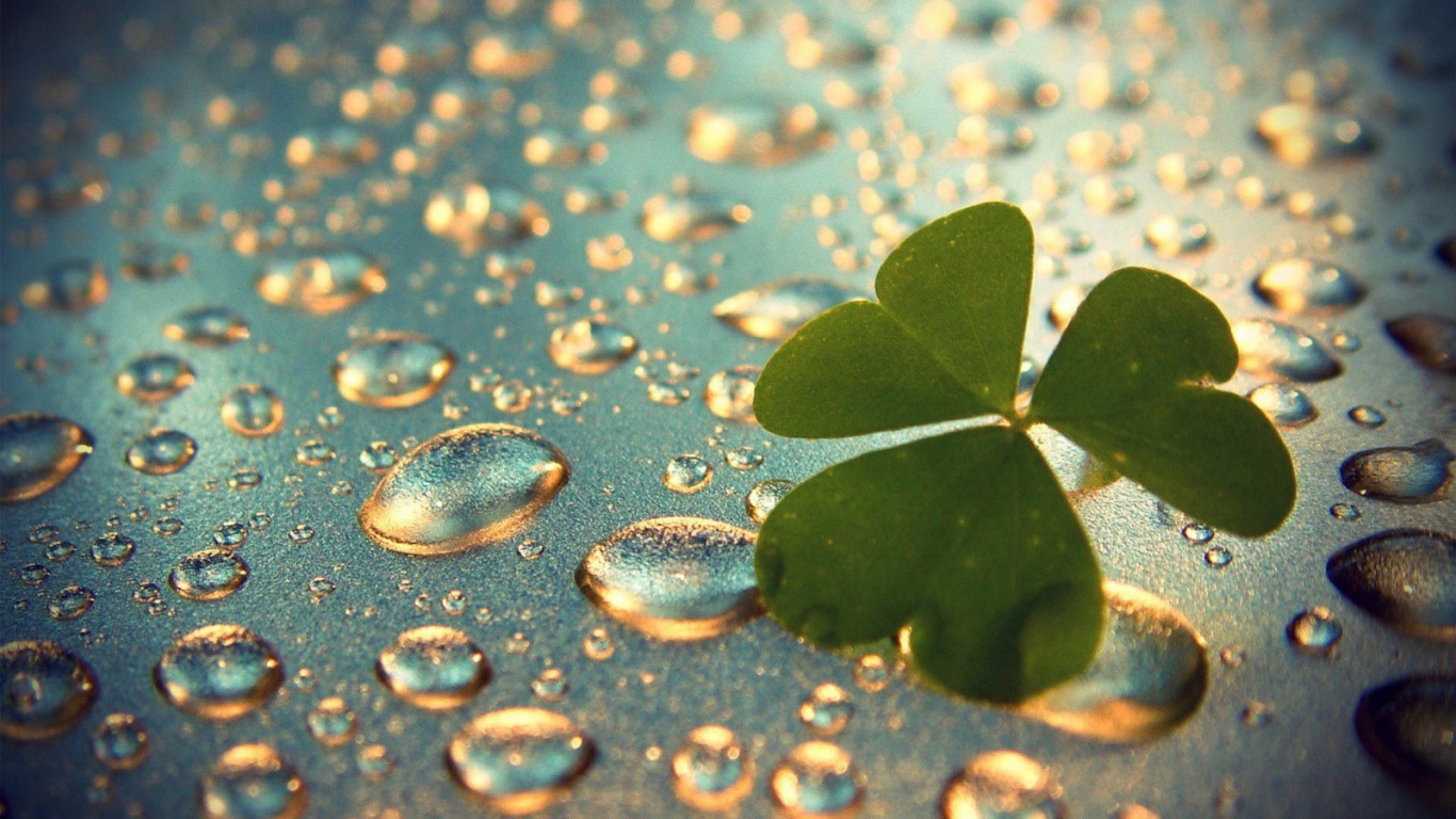 Лист клевера на каплях воды
