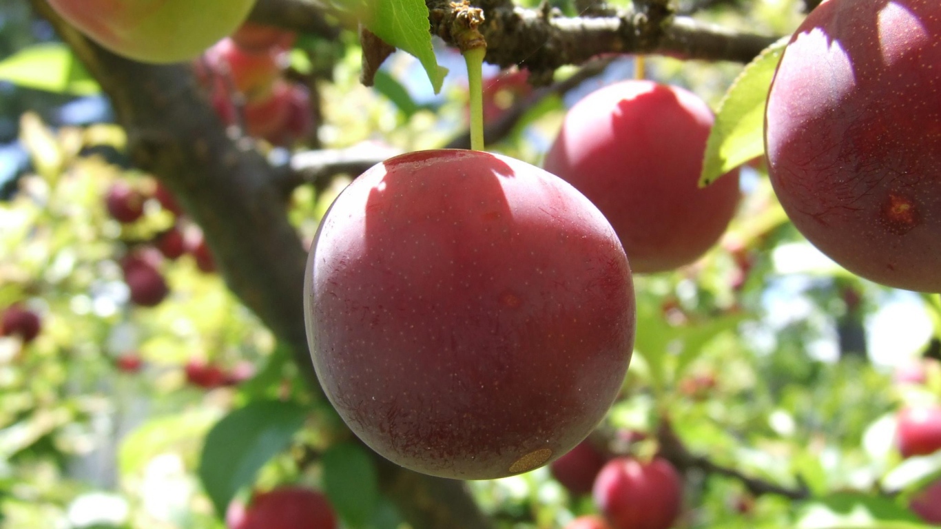 Красные фрукты на дереве