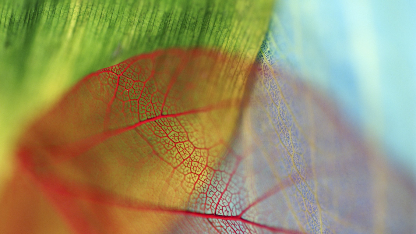 Прожилки прозрачного листа