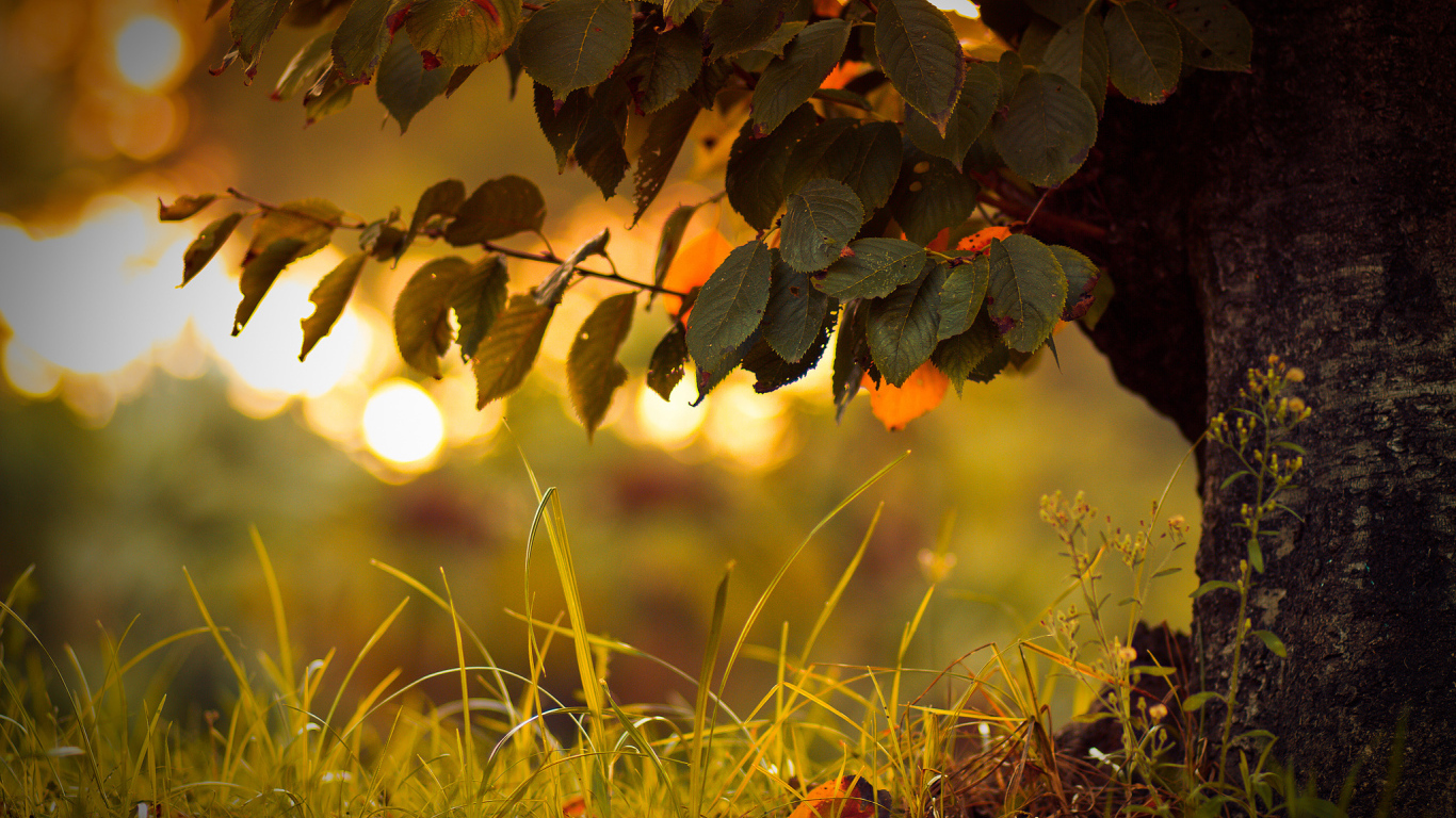 Трава под деревом