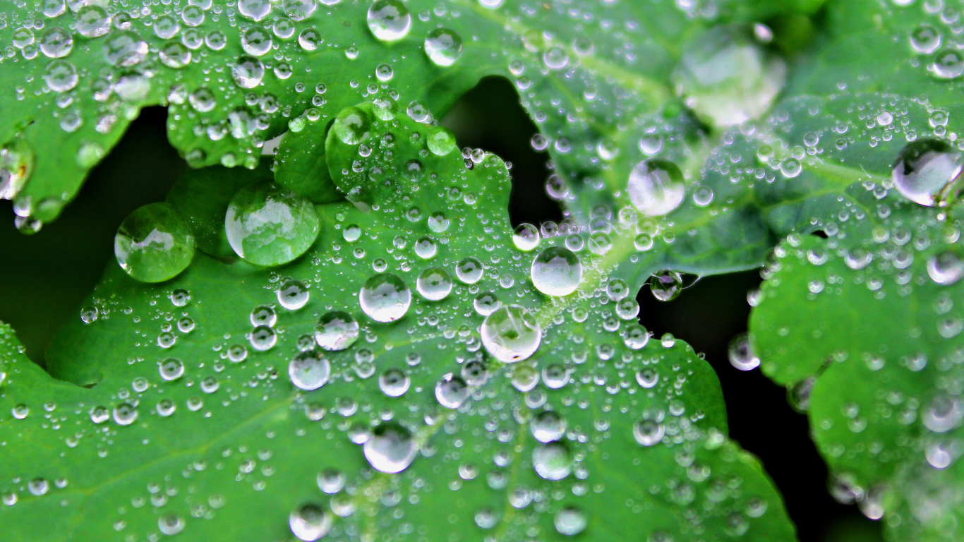 Капли воды на листьях
