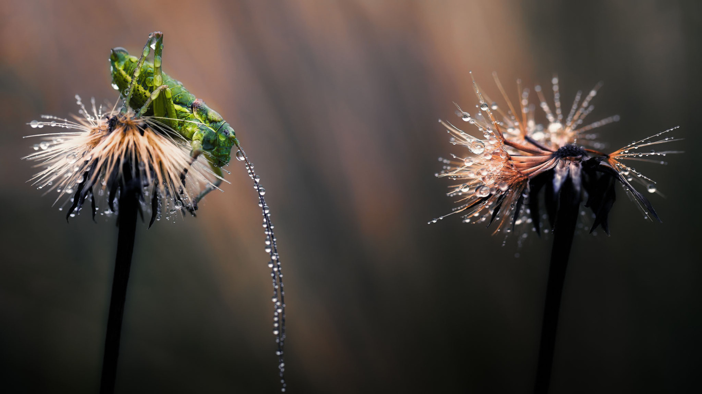 Мокрые одуванчики