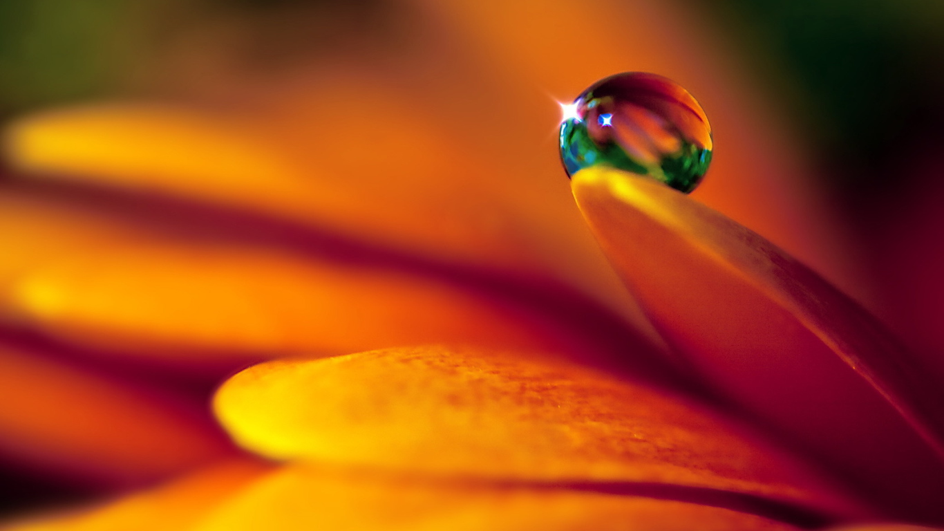 Капля на лепестке