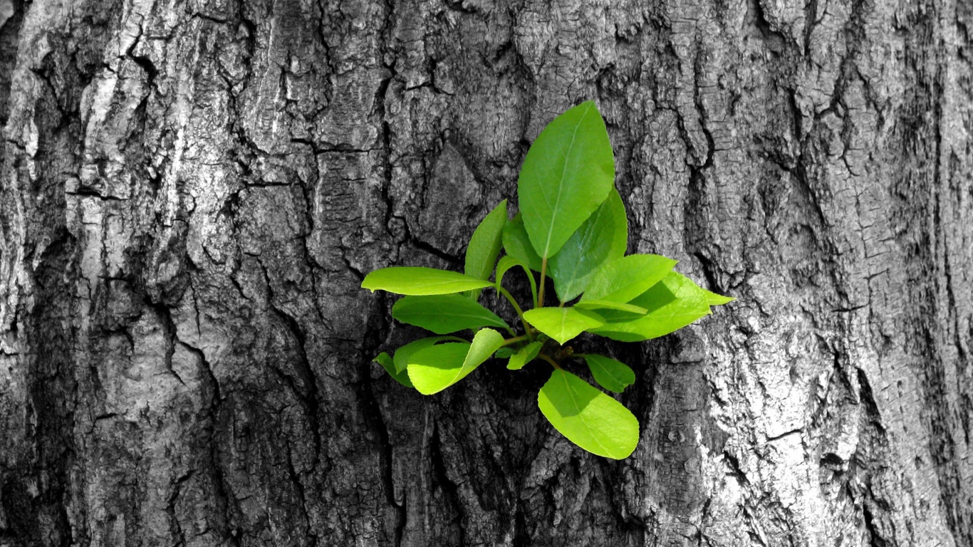 Зеленый росток на старом дереве