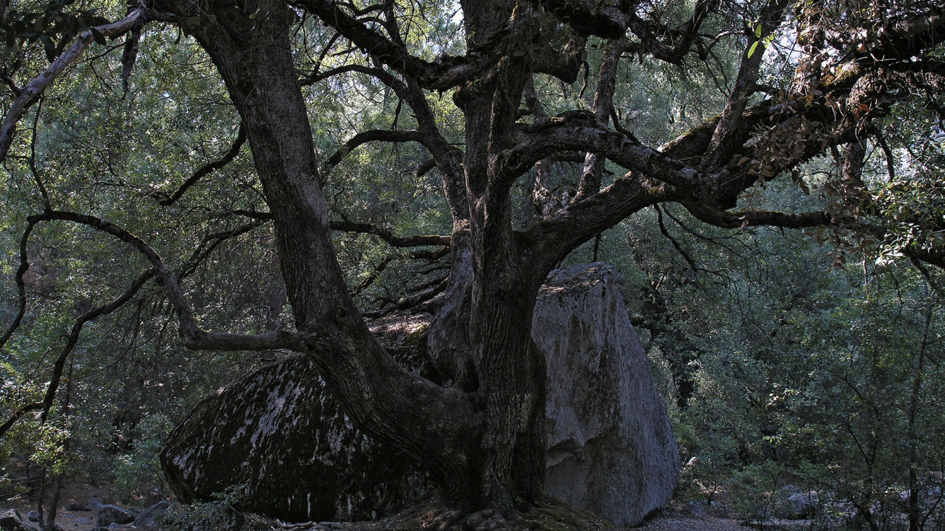 Старое дерево