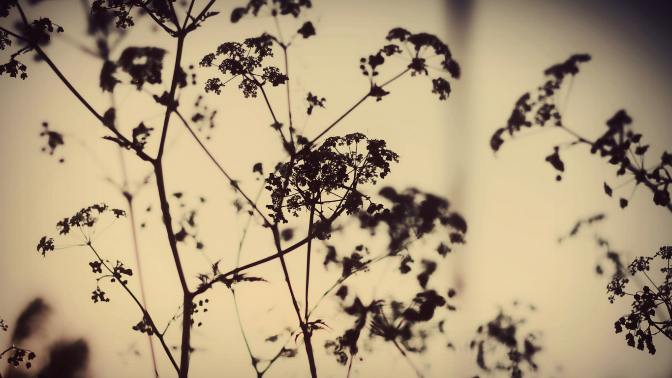 Силуэты растений