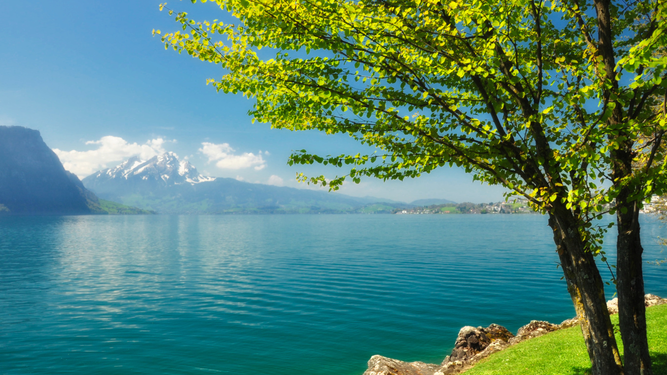 Зеленое дерево на берегу озера