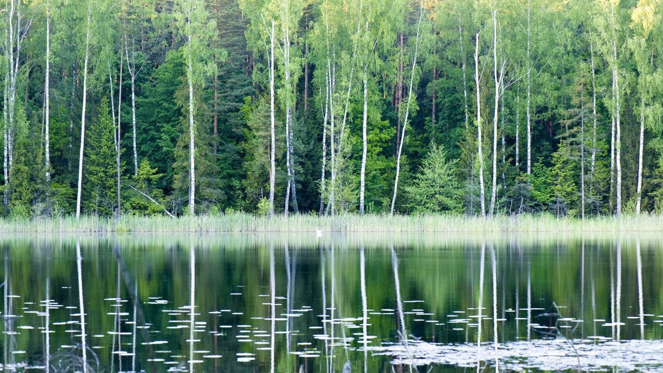 Лесное озеро в Польше