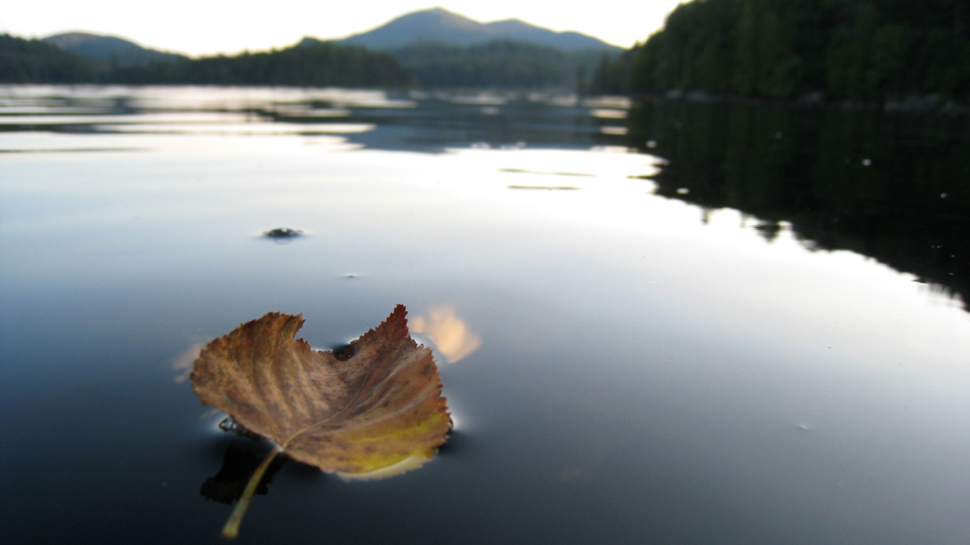 Листок на горном озере