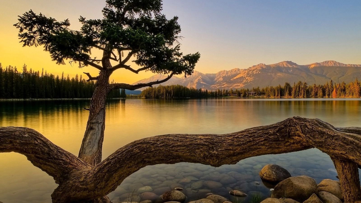 Старое дерево на берегу озера