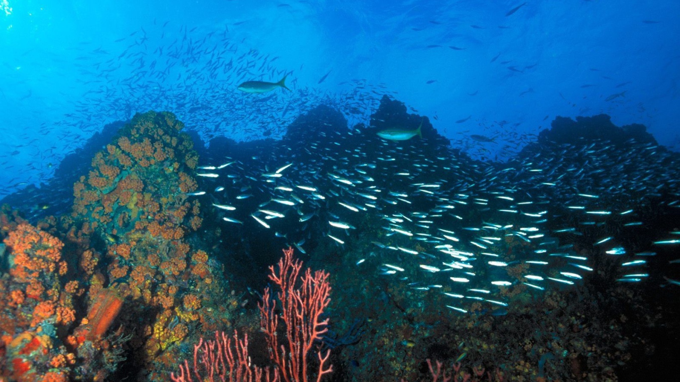 Подводный ландшафт