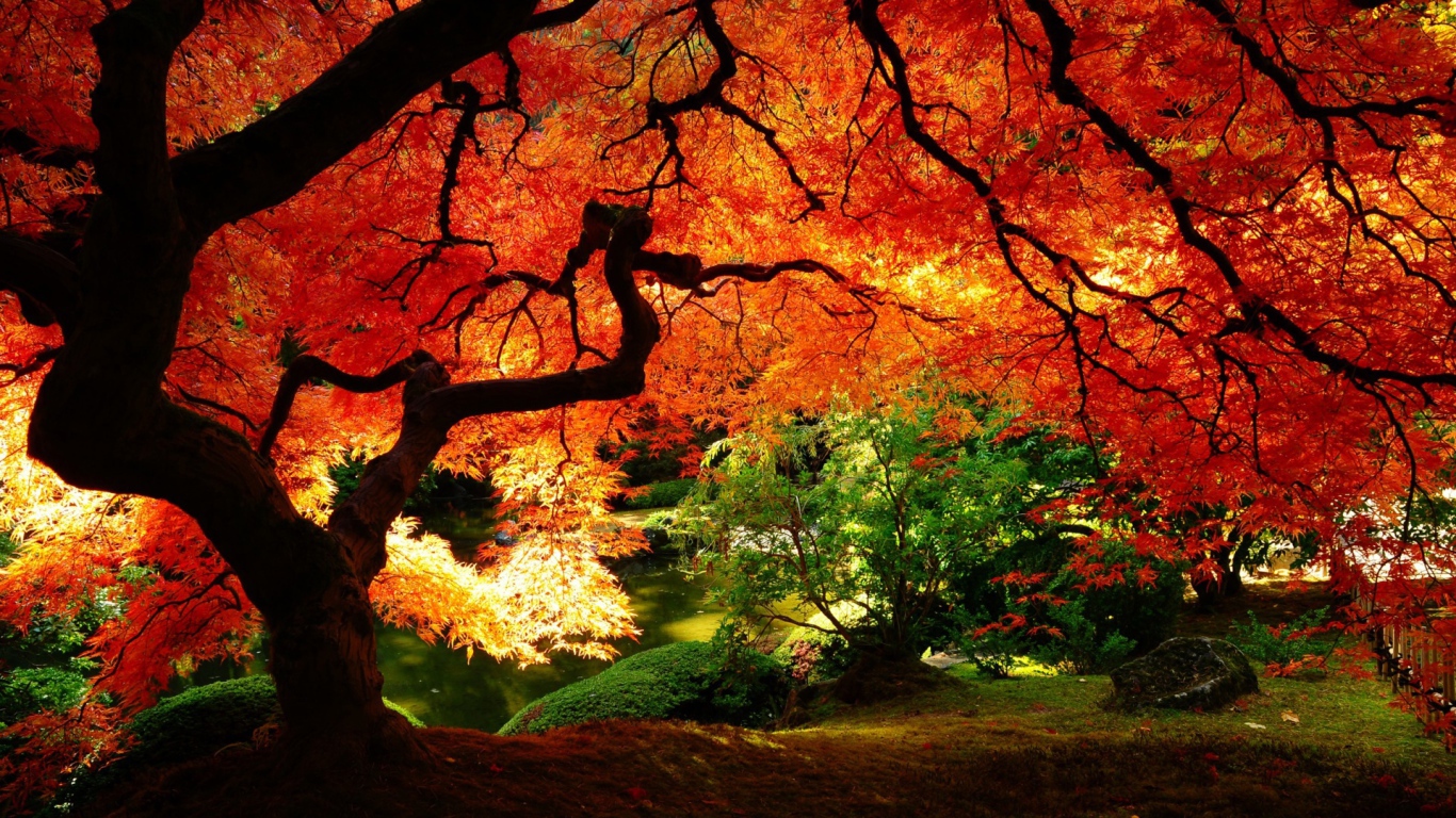 Красное дерево в лесу осенью