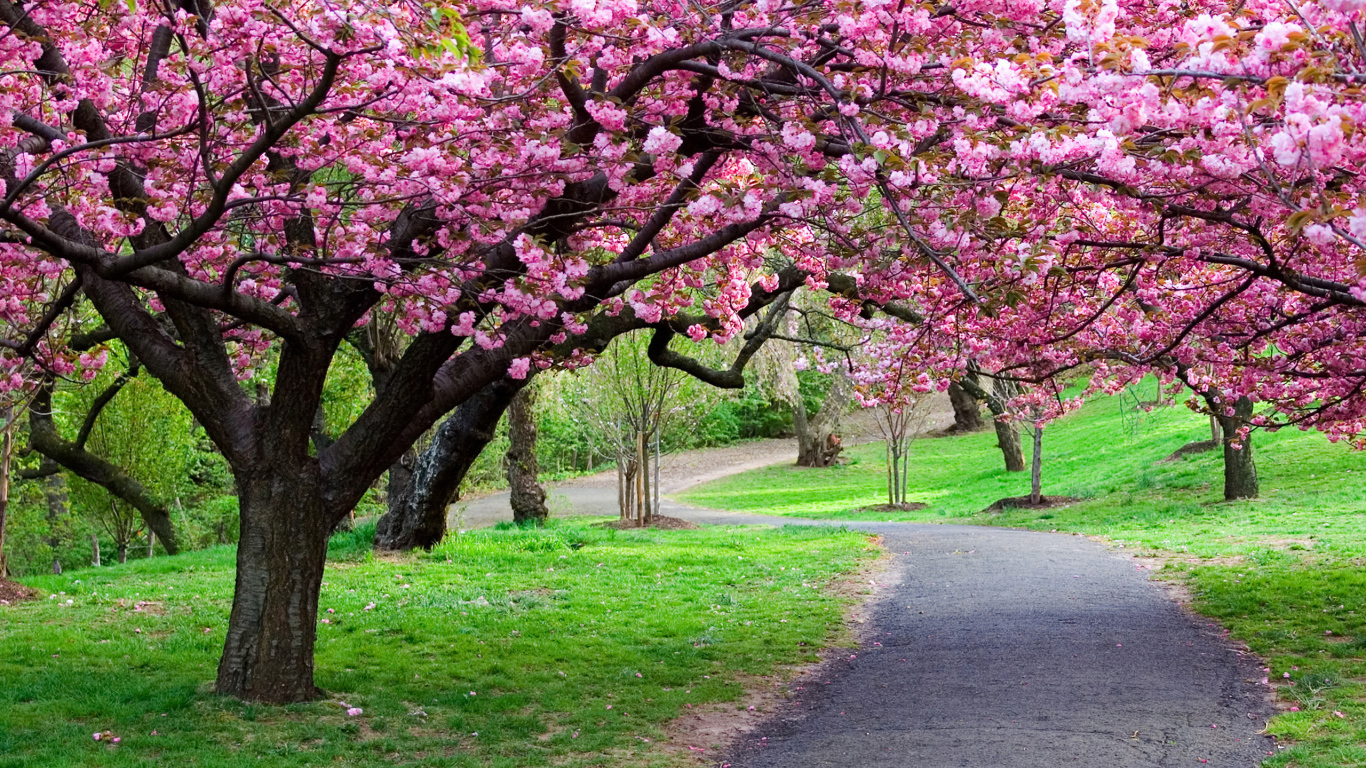 Красивое цветущее дерево весной