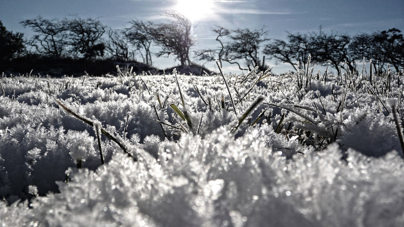 Трава из под снега весной