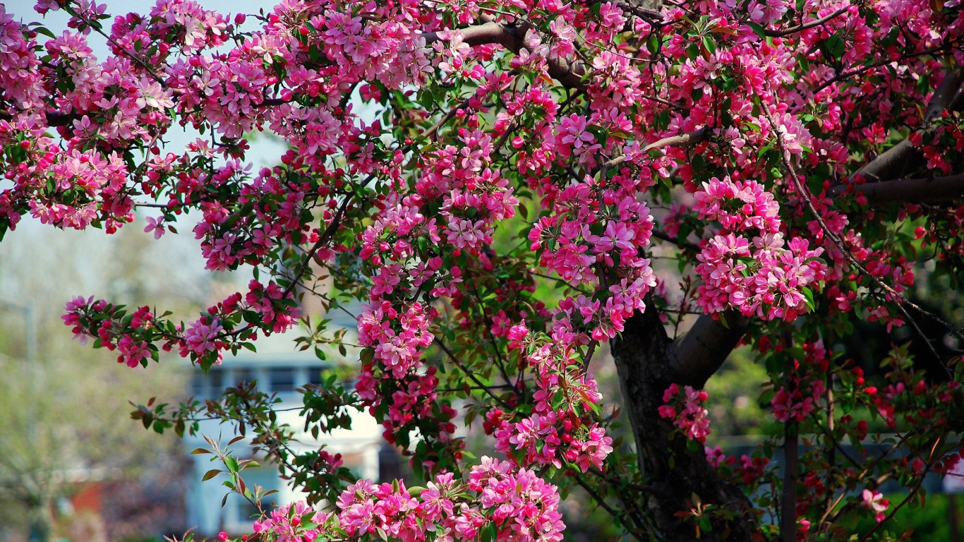  Tree with spring flowers