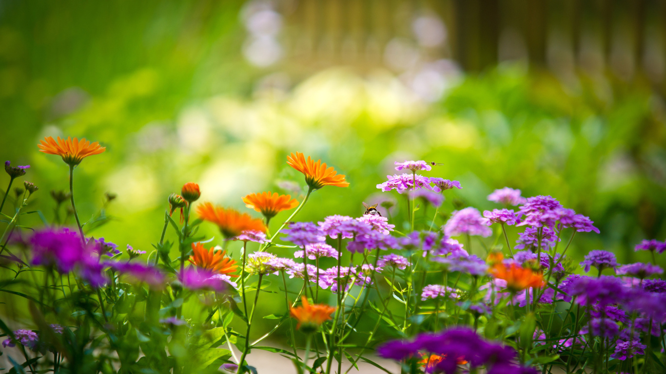 Полевые цветы летом