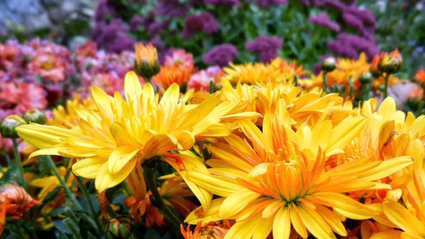 Желтые и сиреневые летние цветы