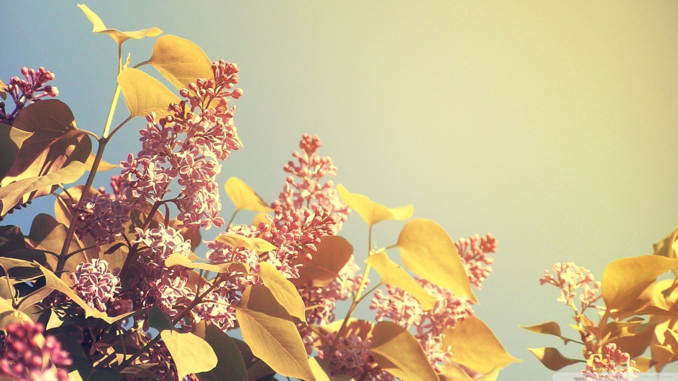 Летние цветы