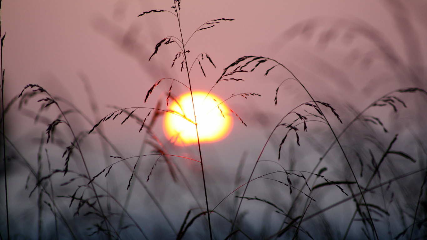 Закат в траве