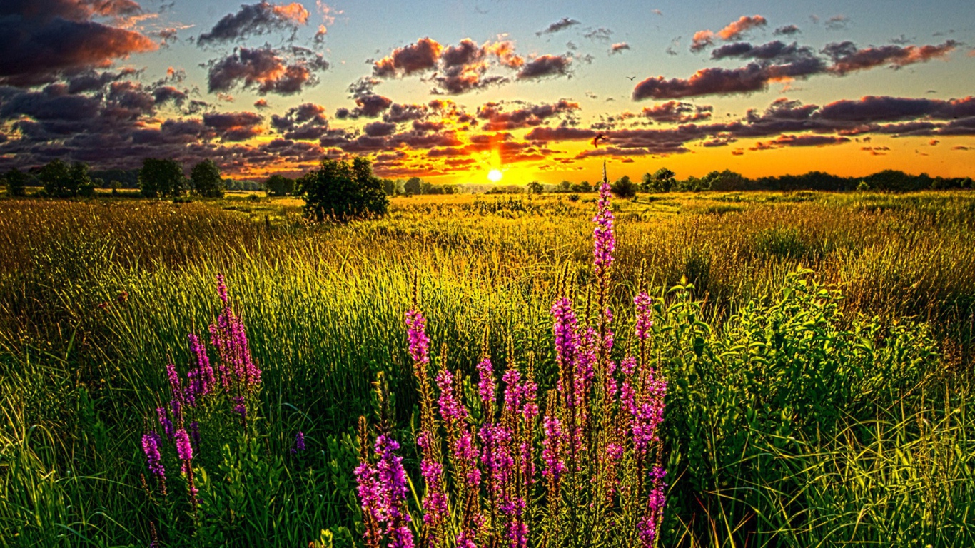 Летний закат над полем