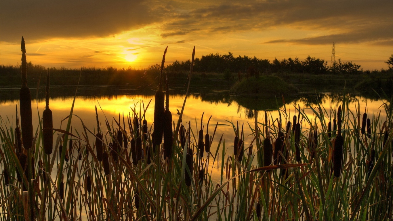 Закат в камышах
