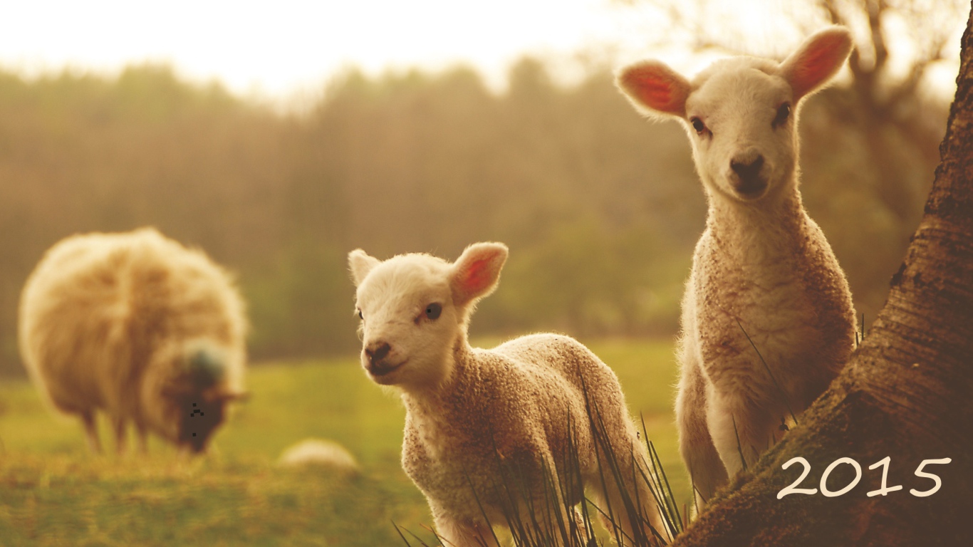 Новый Год 2015 овечки