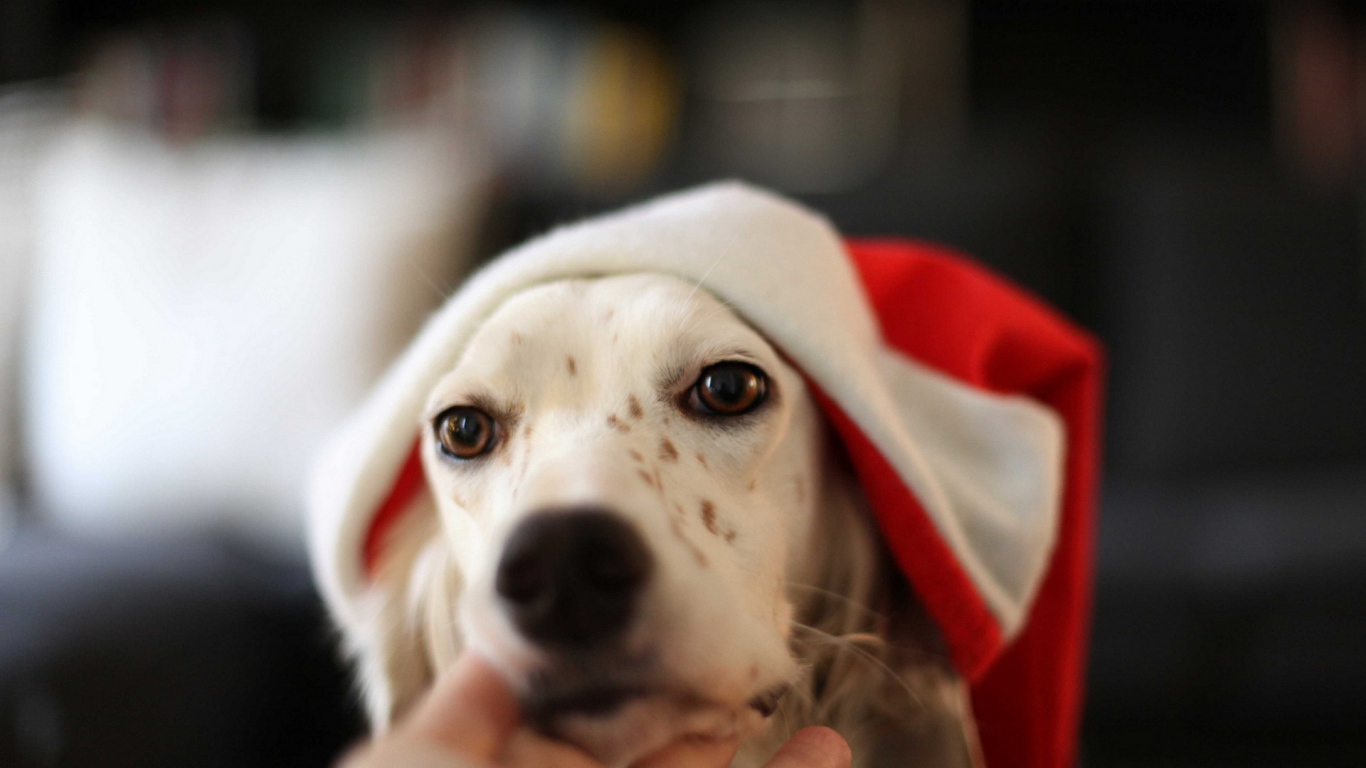 Собака встречает Новый год