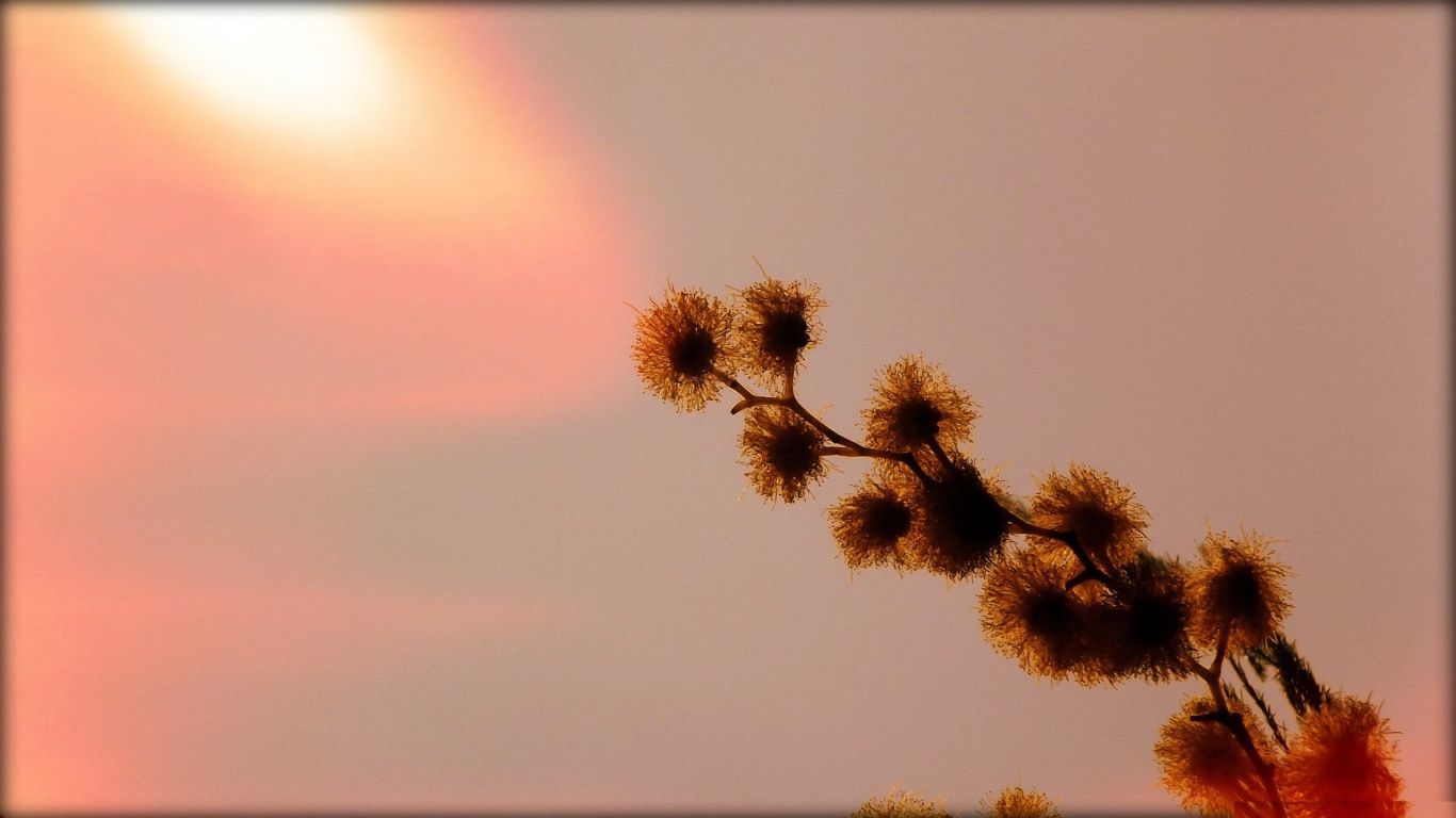 Абстрактная ветка растения